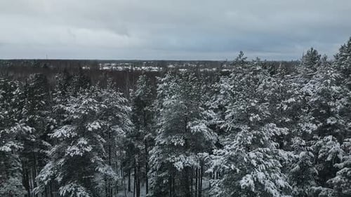 Aerial View of Snow Covered Forest in Winter