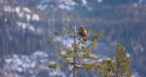 Golden Eagle Perched on Tree in Winter Landscape Over Fjords of Telemark Norway