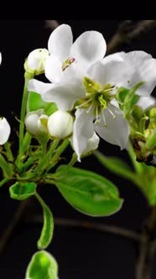 Flowers Blooming in Time Lapse on Black Background