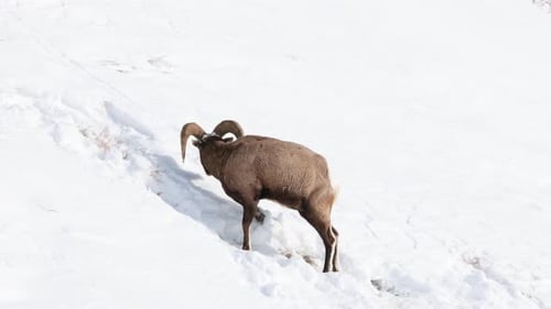 Bighorn sheep grazing in the Winter in Montana