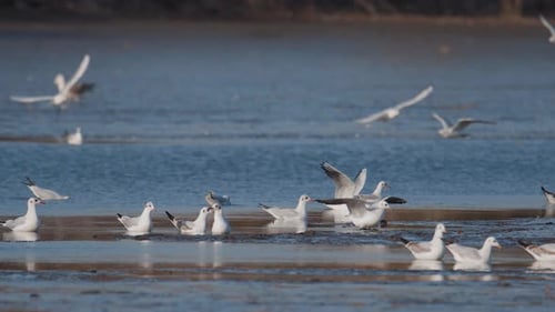 Many river gulls hunt fish in lakes, rivers, and canals. Seagulls fly over the water. Seagulls grace
