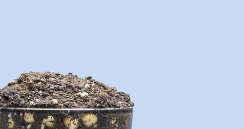 Fresh Bean Growing Macro Time Lapse Closeup of Germination and Growth of Tiny Peas Leaves Healthy