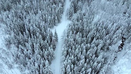 Drone shot over a forest road, surrounded by snow covered trees, on a gloomy, overcast, winter day -