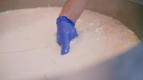 milk mixing at cheese factory cheese maker checks cheese by hand in large tank Pasteurization