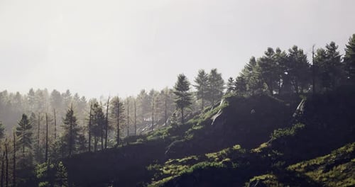 Misty Morning Reveals a Tranquil Forest Landscape in Serene Natural Beauty