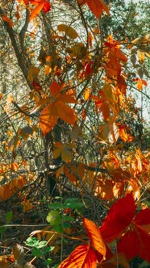 Trees Foliage Leaves Turn Yellow Orange Autumn From Summer Green To Autumn Red Orange Time Lapse