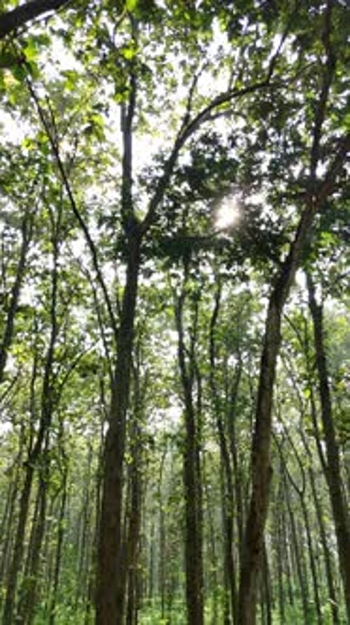 Low angle view of green forest with warm sun light