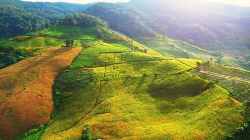 Golden Valley With Green Terraced Farming
