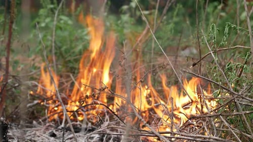 Blazing inferno engulfs dry brush in wildfire