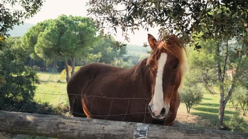 Ein junges Pferd läuft an einem sonnigen Sommertag auf einer Koppel im Freien.