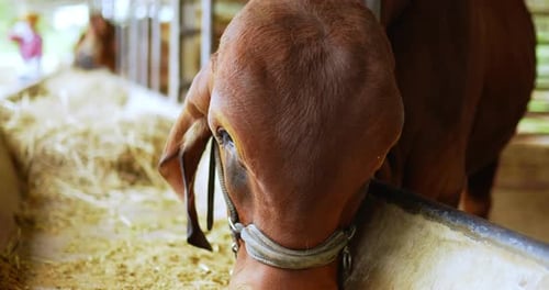 Cows Feeding hay in cowshed barn in Farm