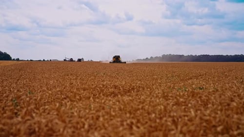 Combine Harvester Working in Golden Wheat Field