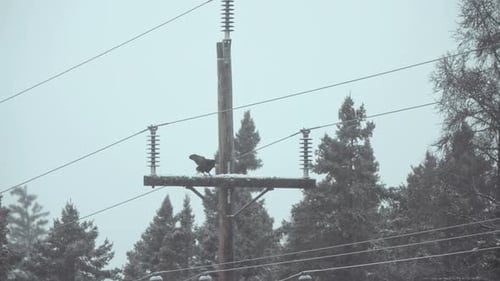 Raven Perched on Utility Pole in Winter