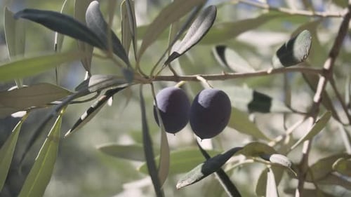 Olive branch is swaying in the wind. Ripe black olives