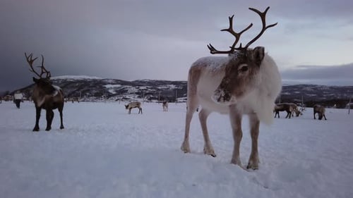 Herd of reindeers looking for food in snow, Tromso region, Northern Norway