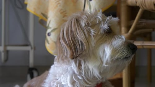 Dog Looking Up and Around Indoors