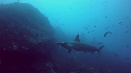 Hammerhead Shark Swims Near Rocky Reef in Ocean
