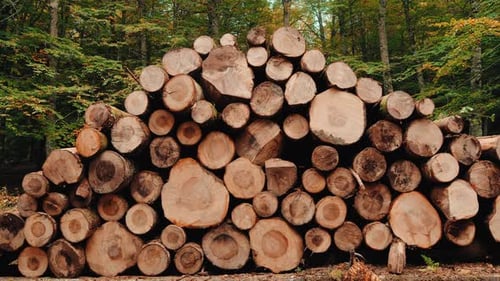 Wooden Logs Stacked In The Woods