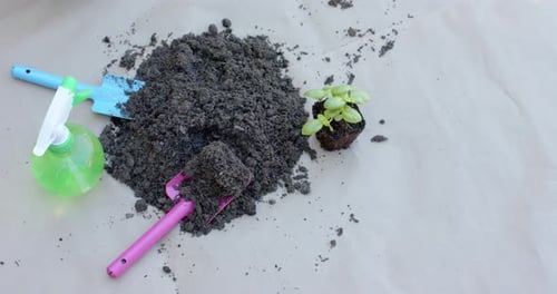 Potting soil mound is settling and spreading near seedling after tools placed during repotting prep