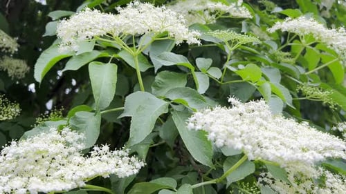 Belles fleurs de sureau blanches un jour d'été. Le sambucus noir (sambucus nigra) fleurit en blanc.