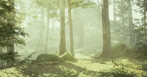 Les rayons du soleil illuminent un sentier forestier paisible projetant une lumière douce sur le sol
