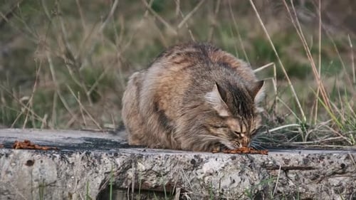 Un gato callejero come comida en la calle entre la hierba