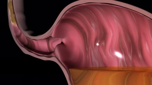 Biologische Animation, die zeigt, wie sich Flüssigkeit durch einen menschlichen Verdauungstrakt bewegt