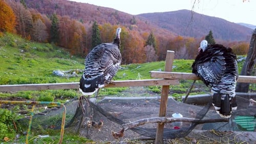 Two cock sitting on a fence with few of them chirping on the ground. Cansiglio mountains belluno Ita