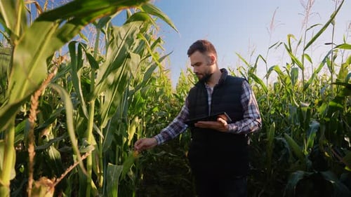 Agronomist with Tablet Inspecting Corn Crop in the Field