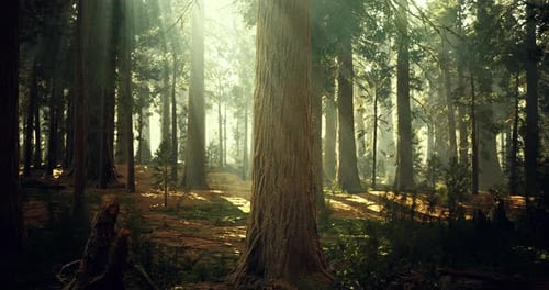 Light Filtering Through Tall Trees in a Serene Forest Setting During Midday