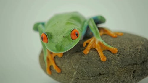 Vibrant Green Frog Sitting on a Rock