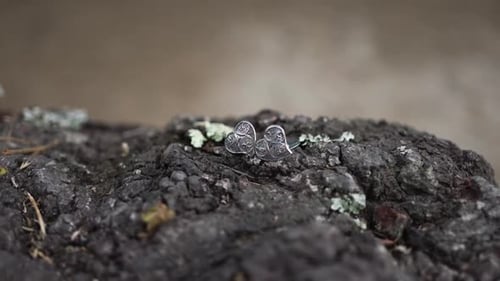 Anneaux de mariage posés sur l'écorce des arbres à l'extérieur
