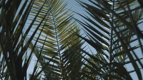 Pan shot, of a tropical palm leaf, in slow motion, from below, the sun shines through the palm leaf,