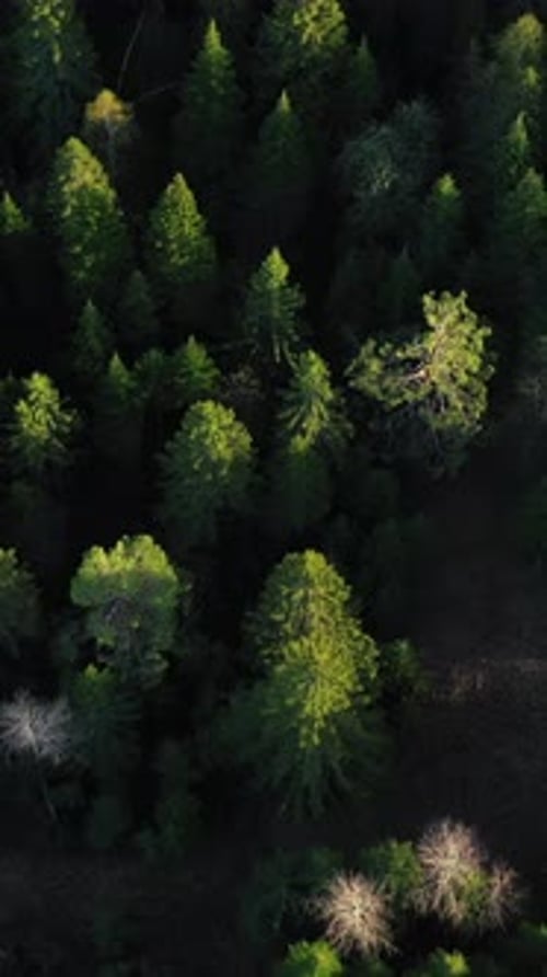 Drone View of Summer Fields ClipGreen Empty Clean Areas with Green Plants and Tall Pines and Fir