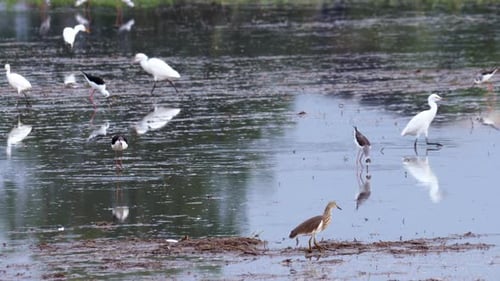 Birds Wading in Tropical Wetland on a Bright Day