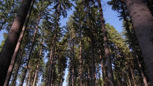 Looking Up at the Trees in a Forest with a Blue Sky in the Background