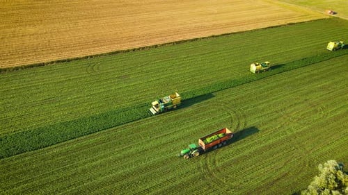 Harvesting String Beans Aerial View Combines Harvesters and Tractor with Trailer Works in