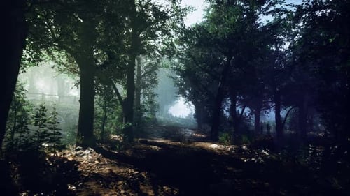 Mystical Forest with Fog and Shining Behind Trees