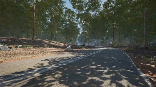Quiet Road Winding Through a Serene Forest During Daylight Hours