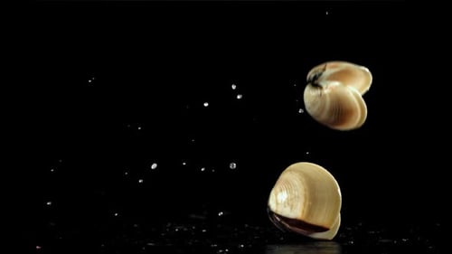 Vongole frais tombant sur fond noir avec des éclaboussures d'eau filmé par une caméra à grande vitesse à