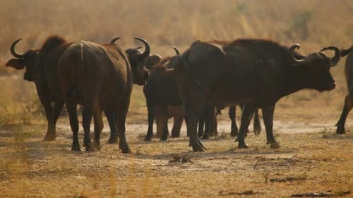 Syncerus caffer herd grazing early golden savanna plains dawn in Uganda’s protected wildlife reserve