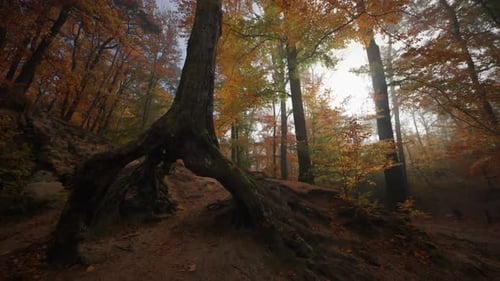 Woodland Scene with Colorful Autumn Trees and Roots