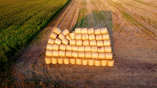 Many Bales Compressed Dry Wheat Straw Twisted Round Rolls on Field Sunset Dawn