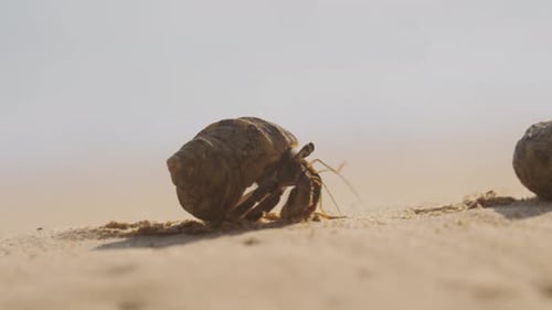 Hermit Crab Crawling On Sand Under The Afternoon Sun