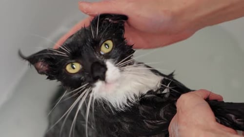 Woman Hands Hold Wet Black Cat Holding on Edge of Bathtub Its Paws Female Wash Cat Head Fur with