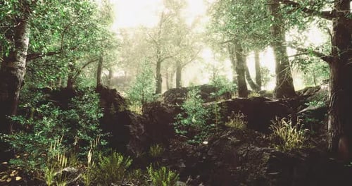 Enchanting Forest Path Illuminated By Soft Morning Light and Vibrant Greenery