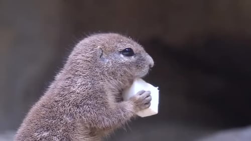 An adorable South African Ground Squirrel chewing on a piece of fruit - close up