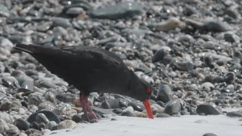Variable Oystercatcher Feeding On The Rocky Shore Of Beach With Waves In Okarito, New Zealand. - clo