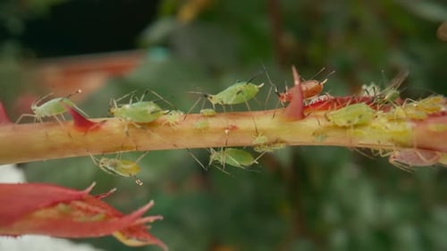 Infestation de pucerons Les pucerons et les coléoptères causent des dommages irréparables à la plante, accrochés à la tige et