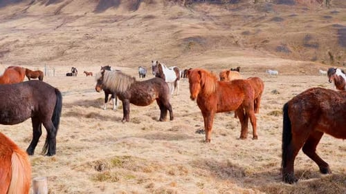 Große Pferdeherde in isländischer Natur Goldene Bergwiese im Herbst Landtiere in sauberer Umgebung